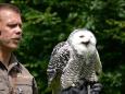 hedwig